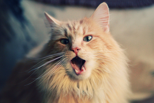 冷门风暴与孤独领舞，黄蜂蜇伤北境王权，福克斯在F1街道迷宫上演静默统治